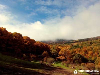 Castañar de El Tiemblo - Pozo de la Nieve - Castañar, Robledal, senderismo otoño